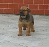 Bullmastiff Foto: ach bin ich schön (ID 31740) Bullmastiff Hund