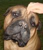 Bullmastiff Foto: Bullmastiff 2 Jahre alt (ID 37500) Bullmastiff Hund