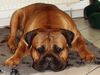 Bullmastiff Foto: Irgendwie komme ich heute nicht in die Gänge... (ID 37444) Bullmastiff Hund