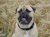 Bullmastiff Foto: Hier noch einmal Woody's wachsamer Blick Richtung Spaziergänger im Hintergrund. (ID 2039) Bullmastiff Hund