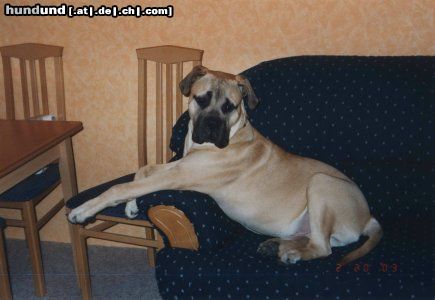 Bullmastiff Hunde Foto 5491 Bullmastiff HY! ICH BIN SAM BIN JETZT 14MONATE ALT UND MEIN FRAUERL IST UR STOLZ AUF MICH
