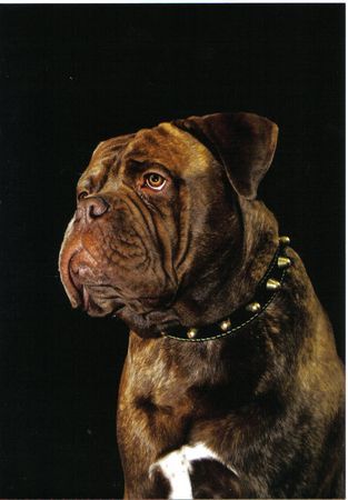 Bullmastiff Hunde Foto 29390 in höherer Auflösung ansehen Bullmastiff ca.8mon.alter bullmastiff