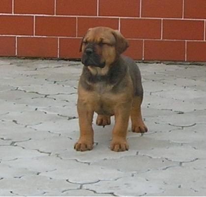 Bullmastiff Hunde Foto 31740 Bullmastiff ach bin ich schön