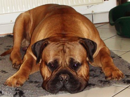 Bullmastiff Hunde Foto 37444 in höherer Auflösung ansehen Bullmastiff Irgendwie komme ich heute nicht in die Gänge...