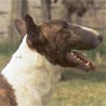 Bullterrier, English Bull Terrier