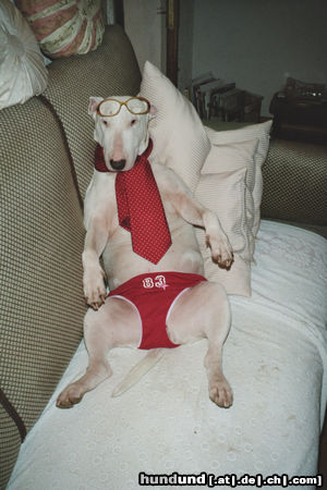 Bullterrier Hunde Foto 45275 in höherer Auflösung ansehen Bullterrier Freizeitspass