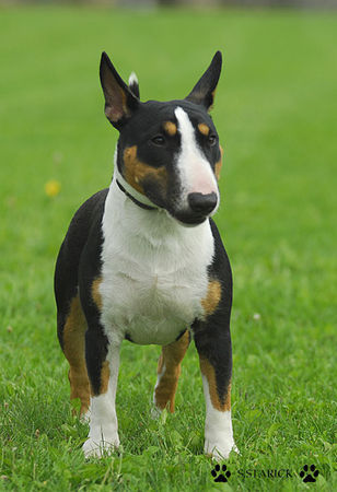 Bullterrier Hunde Foto 34656 in höherer Auflösung ansehen Bullterrier Bully