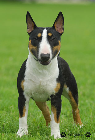 Bullterrier Hunde Foto 34657 in höherer Auflösung ansehen Bullterrier Bully