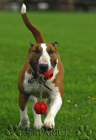 Bullterrier Hunde Foto 34191 in höherer Auflösung ansehen Bullterrier Ich will doch nur spiel´n