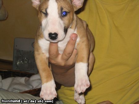 Bullterrier Hunde Foto 7254 Bullterrier Hey ich bin Cleo!