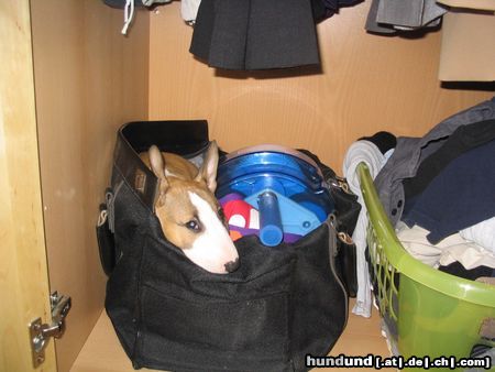 Bullterrier Hunde Foto 7253 Bullterrier Wollte mich nur Verstecken!!