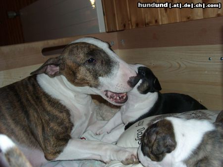Bullterrier Hunde Foto 25719 in höherer Auflösung ansehen Bullterrier Pewee spielt mit Ihren Jungen (a-Wurf)