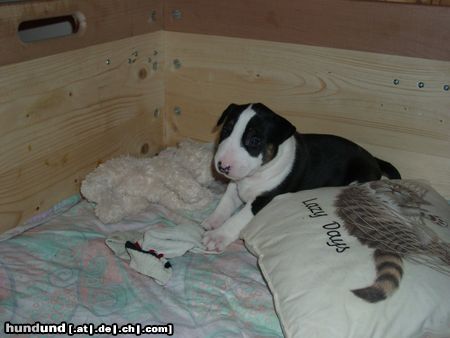 Bullterrier Hunde Foto 25720 in höherer Auflösung ansehen Bullterrier A-Wurf Aramis