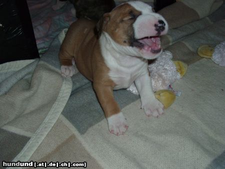 Bullterrier Hunde Foto 25721 in höherer Auflösung ansehen Bullterrier A-Wurf Amadeus