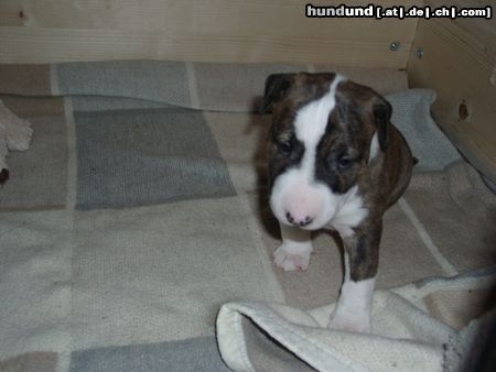 Bullterrier Hunde Foto 25722 in höherer Auflösung ansehen Bullterrier A-Wurf Apollo