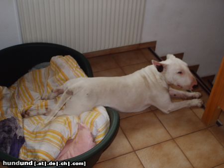 Bullterrier Hunde Foto 4419 Bullterrier Muss das sein schon in der Früh?