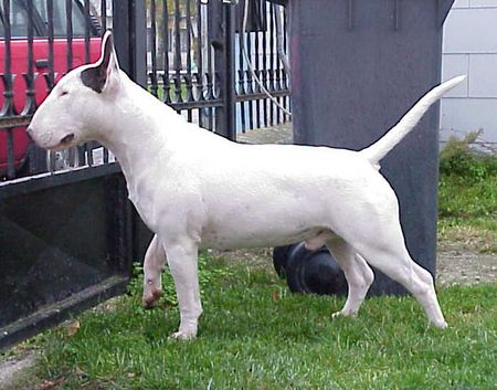 Bullterrier Hunde Foto 1174 Bullterrier Mighty Bulls Bad Boy Sven