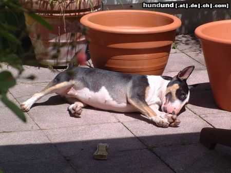 Bullterrier Hunde Foto 12106 Bullterrier Ein Hundeleben...