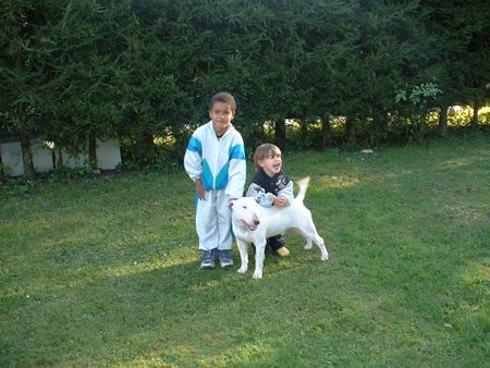 Bullterrier Hunde Foto 1869 Bullterrier Bullterrier sind kinderlieb!!!!!