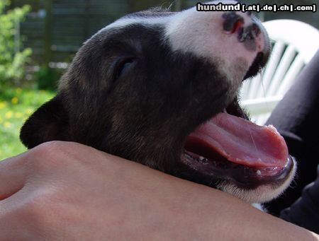 Bullterrier Hunde Foto 3552 Bullterrier Sherman Aisbornes Belissima (miniature Bullterrier)...unsere kleine Maus....mittlerweile 4 Wochen alt...wir freuen uns auf sie!!