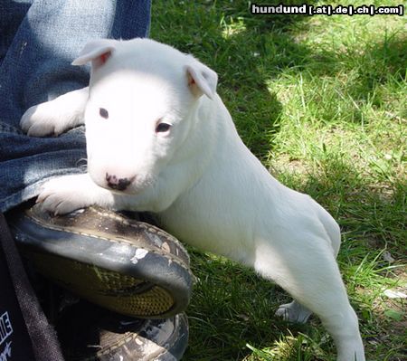 Bullterrier Hunde Foto 3541 Bullterrier Sherman Aisbornes Bella Donna (miniature Bullterrier) hier 4 Wochen alt