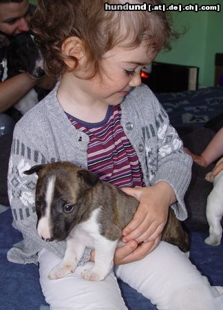 Bullterrier Hunde Foto 3542 Bullterrier Naomi (4 Jahre) und Sherman Aisbornes Belissima (miniature Bullterrier) hier 4 Wochen alt