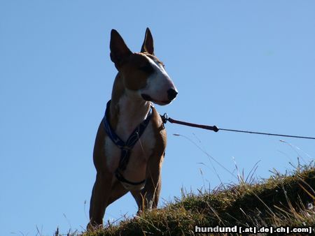 Bullterrier Hunde Foto 15161 in höherer Auflösung ansehen Bullterrier Ich bin am Gipfel!