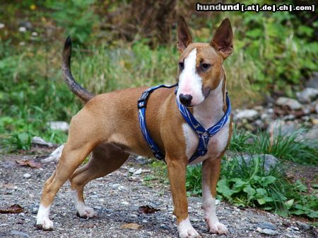 Bullterrier Hunde Foto 15675 in höherer Auflösung ansehen Bullterrier Megabulli Cleo!