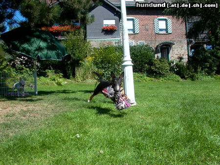 Bullterrier Hunde Foto 26558 Bullterrier Catch me if you can......