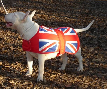 Bullterrier Hunde Foto 30684 Bullterrier Diva in her new coat...