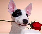 Bullterrier Hunde Foto 34925 in höherer Auflösung ansehen Bullterrier BRETHNY OF BIRDET`S DOGCASTLE/ / KIRA