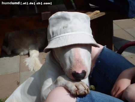 Bullterrier Hunde Foto 4421 Bullterrier Nathans coole Tipps bei heissem Wetter!