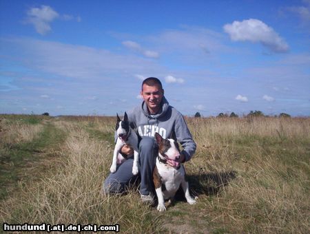 Bullterrier Hunde Foto 16550 in höherer Auflösung ansehen Bullterrier YPSILON Dynastia Bulli