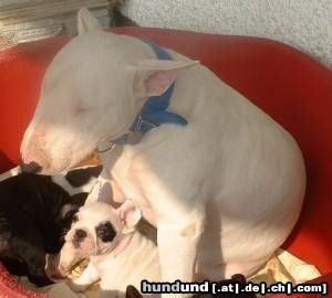 Bullterrier Hunde Foto 45516 in höherer Auflösung ansehen Bullterrier nathan+frenchbulldog puppies