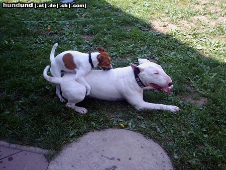 Bullterrier Muss Liebe schön sein (Parson Jacky SPIKEY u. Engl. Bulli NATHAN)