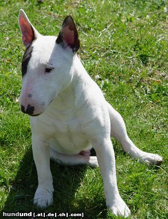 Bullterrier Hunde Foto 3421 Bullterrier Alfi..ein Mini-Bullterrier von Freunden (8 Monate)