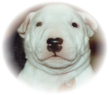 Bullterrier Hunde Foto 2053 Bullterrier Süße Össi Mädchen MBT Anna-Allegra vom Castell Lentia - 2003 Österreich Import. Danke Ingrid !