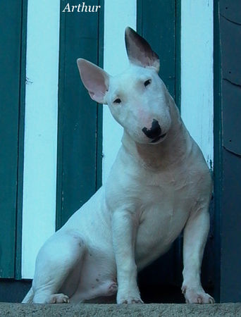 Bullterrier to know him, is to love him!