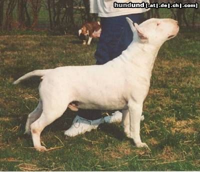 Bullterrier Hunde Foto 5364 Bullterrier Sovereign`s Barclay Baron. Bin ich nicht ein schöner Bursche?
