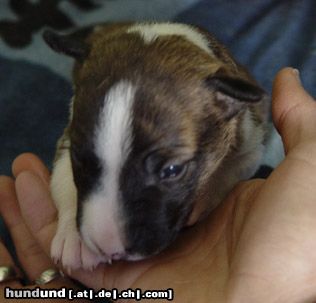 Bullterrier Sherman Aisbornes Belissima (miniature Bullterrier)...unsere kleine Maus....mittlerweile 4 Wochen alt...wir freuen uns auf sie!!