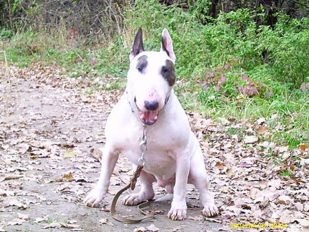Bullterrier Hunde Foto 30366 Bullterrier Bandit