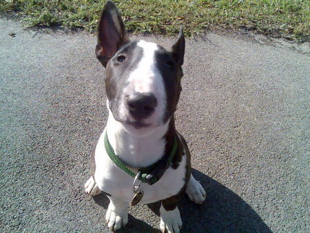 Bullterrier Castro 5 Monate