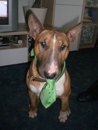 Bullterrier