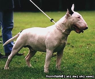 Bullterrier Hunde Foto 5365 Bullterrier Sovereign`s Adict to Clay.Ein großer Clown
