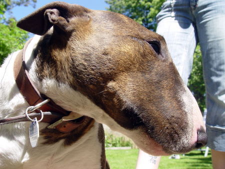 Bullterrier Hunde Foto 32425 in höherer Auflösung ansehen Bullterrier Momo mittlerweile mit 3 Jahren