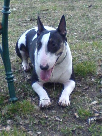 Bullterrier bin ich nicht a engal ;pppp