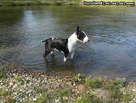 Bullterrier Hunde Foto 14732 Bullterrier Das erste Mal geschwommen