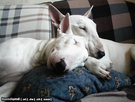 Bullterrier Hunde Foto 14731 Bullterrier Zwei die sich lieben