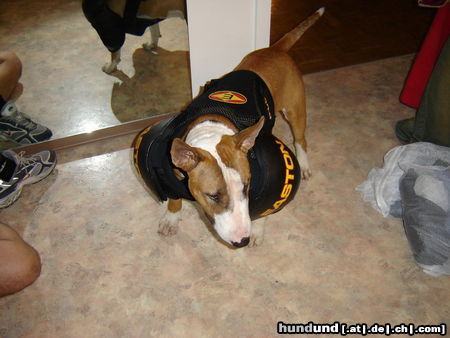 Bullterrier Hunde Foto 26722 in höherer Auflösung ansehen Bullterrier Ein echter Eishockey-Fan