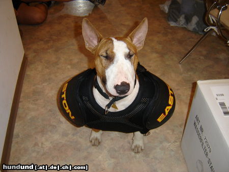Bullterrier Hunde Foto 26720 in höherer Auflösung ansehen Bullterrier Ein echter Bulli